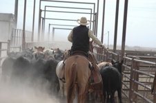 Meat Riding License Meat processing Qualification courses | AUS-MEAT Training